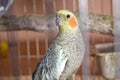 Parakeets . Green wavy parrot sits in a cage . Rosy Faced Lovebird parrot in a cage . birds inseparable . Budgerigar on the cage.