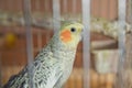 Parakeets . Green wavy parrot sits in a cage . Rosy Faced Lovebird parrot in a cage . birds inseparable . Budgerigar on the cage.