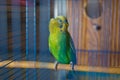 Parakeets . Green wavy parrot sits in a cage . Rosy Faced Lovebird parrot in a cage . birds inseparable . Budgerigar on