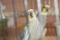 Parakeets . Green wavy parrot sits in a cage . Rosy Faced Lovebird parrot in a cage . birds inseparable . Budgerigar on