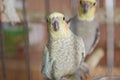 Parakeets . Green wavy parrot sits in a cage . Rosy Faced Lovebird parrot in a cage . birds inseparable . Budgerigar on