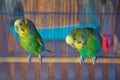 Parakeets . Green wavy parrot sits in a cage . Rosy Faced Lovebird parrot in a cage . birds inseparable . Budgerigar on