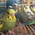Parakeets in a group