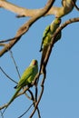 Parakeets Royalty Free Stock Photo