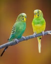 Parakeets Royalty Free Stock Photo
