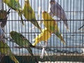 Parakeets in cages for sale at a animal market outside Royalty Free Stock Photo