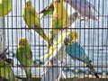 Parakeets in cages for sale at a animal market outside Royalty Free Stock Photo