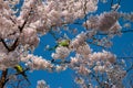 Parakeets Perched in Cherry Blossom Tree in Westerpark, Amsterdam Royalty Free Stock Photo
