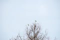 parakeets perched high in the branches of a tree Royalty Free Stock Photo
