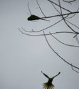 Parakeets in silhouette Royalty Free Stock Photo