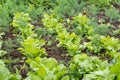 Parallel lines with green and dark red leaves of lettuce, beetroot and radishes in an organic garden, in a sunny summer day, beaut