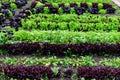 Parallel lines with green and dark red leaves of lettuce, beetroot and radishes in an organic garden, in a sunny summer day, photo