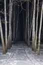 Parallel rows of birch trunks in winter forest