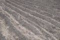 Parallel rows of soft soil for future planting of vegetables