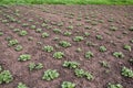 Parallel rows of young Potato plants growth in garden Royalty Free Stock Photo