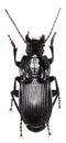 Parallel-sided Ground Beetle on white Background