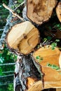 Parallel stacked trunks of birch trees felled with branches close-up