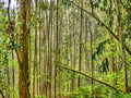 Parallel trees. Asturias. Spain.