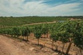 Parallel vines going up the hill in a vineyard near Estremoz