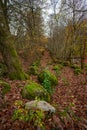 Parallell stone walls creating a road for herding cows in a forest.. Royalty Free Stock Photo