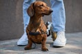 Paralyzed dachshund on a wheelchair on a walk with the owner. Portrait of an injured dog on a cart Royalty Free Stock Photo