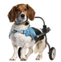 Paralyzed handicapped Basset ArtÃÂ©sien Normand Royalty Free Stock Photo