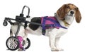 Paralyzed handicapped Mixed-breed dog Royalty Free Stock Photo