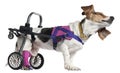 Paralyzed handicapped Mixed-breed dog Royalty Free Stock Photo