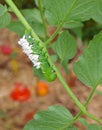 A Paralyzed Tomato / Tobacco Hornworm as host to parasitic braconid wasp eggs