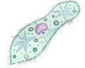 The isolated Paramecium caudatum Royalty Free Stock Photo