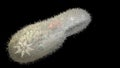 Paramecium caudatum