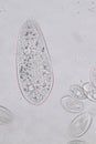 Paramecium caudatum is a genus of unicellular ciliated protozoan and Bacterium.