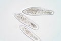 Paramecium caudatum is a genus of unicellular ciliated protozoan