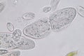 Paramecium caudatum is a genus of unicellular ciliated protozoan and Bacterium.