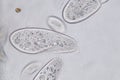 Paramecium caudatum is a genus of unicellular ciliated protozoan and Bacterium.