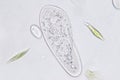 Paramecium caudatum is a genus of unicellular ciliated protozoan under the microscope.