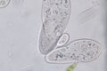 Paramecium caudatum is a genus of unicellular ciliated protozoan under the microscope.