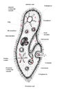 Paramecium caudatum hand drawn vector