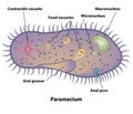 Paramecium Cell Structures and Anatomy Royalty Free Stock Photo