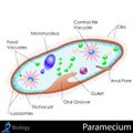 Paramecium Diagram