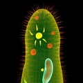 Paramecium