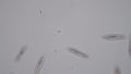 Paramecium is a genus of unicellular ciliated protozoa