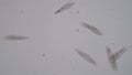 Paramecium is a genus of unicellular ciliated protozoa