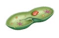 Paramecium internal structure