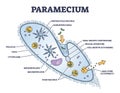 Paramecium microscopic closeup structure with anatomical outline diagram