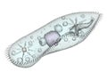 Infusoria paramecium