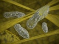 Paramecium