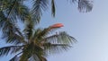 Parameter over coconut tree under blue sky