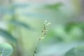 Paramignya monophylla - Climbing Atalantia - Flowers of India, Kari vageti, Narayan Makadi