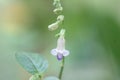 Paramignya monophylla - Climbing Atalantia - Flowers of India, Kari vageti, Narayan Makadi